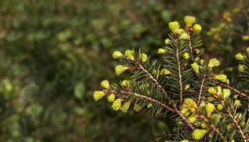 planta fundo verde com galhos de uma árvore conífera com primavera jovem cachos de agulhas close-up abeto, larício ou cedro cópia espaço jardim botânico e paisagem foto