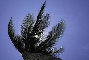 palmeira e luz do sol foto