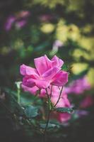 rosa cultivada