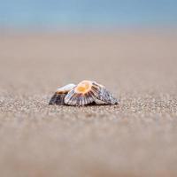 conchas na areia foto