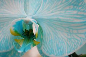 close-up de uma orquídea azul foto