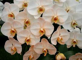 grupo de orquídeas brancas e amarelas foto