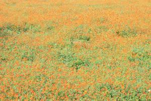 campo de flores de calêndula foto