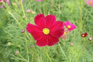 flor vermelha do cosmos foto