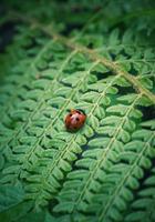 linda joaninha em uma planta foto