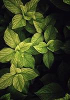 folhas verdes da planta na natureza foto