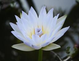 detalhe da flor de lótus