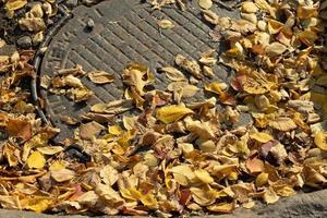seco amarelo caído folhas em uma esgoto Escotilha. outono e outono humor foto