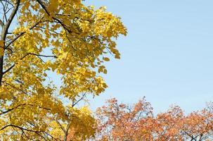 azul Claro céu fundo com amarelo folhas árvore e vermelho folha árvore. outono outono estação natureza foto
