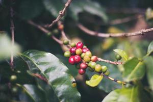 grãos de café na plantação de café foto