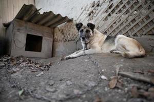 uma solitário e triste guarda cachorro em uma cadeia perto uma cachorro casa ao ar livre. foto