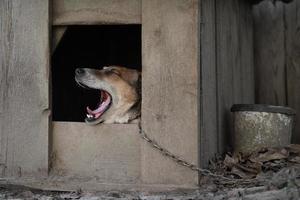 uma solitário e triste guarda cachorro em uma cadeia perto uma cachorro casa ao ar livre. foto