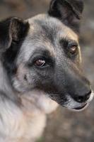 uma solitário e triste guarda cachorro em uma cadeia perto uma cachorro casa ao ar livre. foto