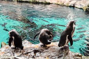 pinguins no zoológico foto