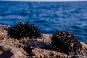 ouriço-do-mar em uma rocha foto