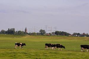 vacas em a campo foto