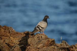 Pombo de a mar foto