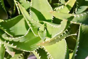 folhas verdes suculentas foto