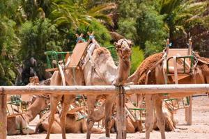 grupo de camelos foto