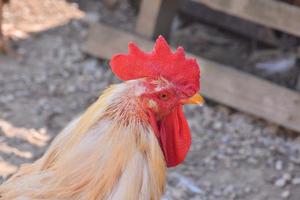 galo frango fechar-se foto