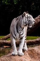 lindo tigre branco foto