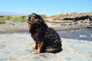 lindo cachorro molhado foto