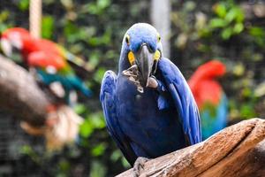 lindo azul papagaio foto
