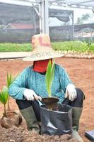 fêmea agricultor dentro bali é plantio coco sementes do a bali kuning genjah variedade usando polybag plantio meios de comunicação. foto
