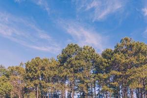 pinho árvore floresta e azul céu com vintage tonificado foto