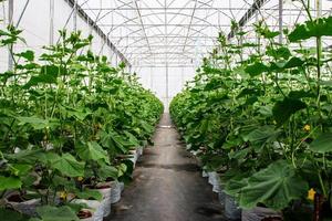 campo pepino dentro estufa foto