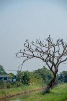 família do ásia openbill empoleirado em árvore foto