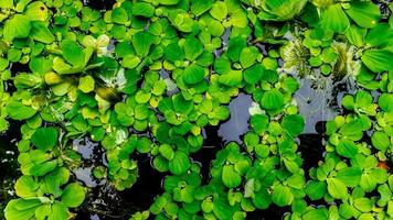 bela e incrível planta de água verde foto