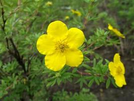 amarelo flor. a beleza do natureza. foto