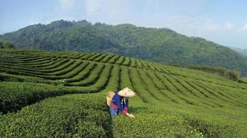 ásia mulher dentro tradicional pano colheita fresco chá sair dentro a manhã dentro dela Colina lado chá agricultura e plantação o negócio foto