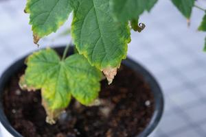 problemas do crescendo doméstico plantas - seco amarelo dicas do folhas, seco ar, falta do umidade. fechar-se do a folha foto