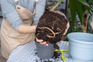 mulher replanta uma coco Palma noz com uma caroço do terra e raízes dentro uma Panela às casa dentro interior. verde casa, Cuidado e cultivo do tropical plantas foto