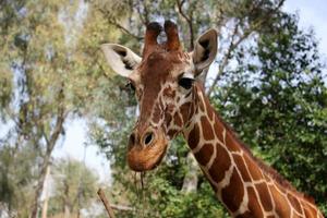 uma alta girafa vidas dentro uma jardim zoológico dentro tel aviv. foto