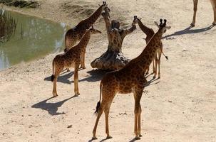 uma alta girafa vidas dentro uma jardim zoológico dentro tel aviv. foto