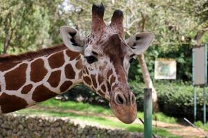 uma alta girafa vidas dentro uma jardim zoológico dentro tel aviv. foto