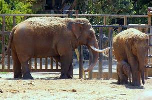 a africano elefante vidas dentro uma jardim zoológico dentro Israel. foto