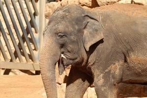 a africano elefante vidas dentro uma jardim zoológico dentro Israel. foto