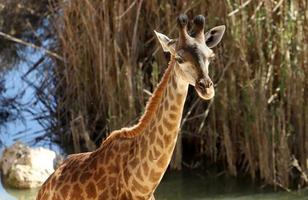 uma alta girafa vidas dentro uma jardim zoológico dentro tel aviv. foto