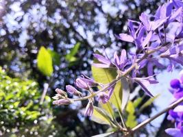 Flor roxa flor do lixa videira, rainhas guirlanda, roxa guirlanda, petrea Volubilis eu. foto