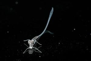 pode mosca mudado quitina Filipinas foto