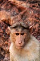 Macaco de capô no forte de badami. foto