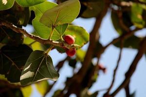 banyan frutas suspensão em uma árvore. foto