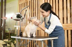 fêmea profissional aparador pentear cachorro pele às animal spa aliciamento salão foto