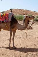 camelo para estar passeio para turistas dentro Marrocos foto