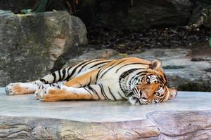 tigre deitado relaxar em uma pedra foto