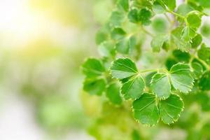 verde folhas padronizar para verão ou Primavera estação conceito, folha com bokeh texturizado, natureza fundo foto